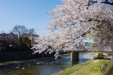 Tam bloom kiraz çiçekleri Takayama City, Japonya. Miyagawa Nehri ve Miyagawa Ryokuchi Park dahil olmak üzere Enakogawa Nehri arasındaki alanı .