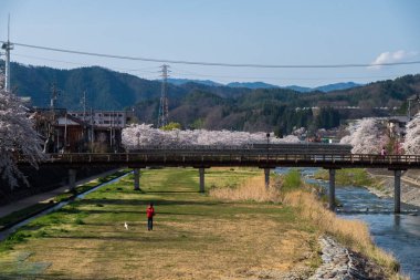 Tam bloom kiraz çiçekleri Takayama City, Japonya. Miyagawa Nehri ve Miyagawa Ryokuchi Park dahil olmak üzere Enakogawa Nehri arasındaki alanı .