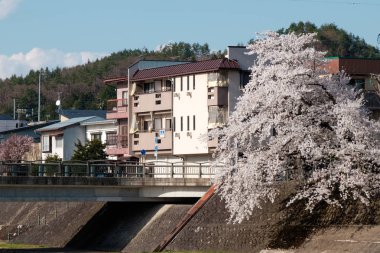 Tam bloom kiraz çiçekleri Takayama City, Japonya. Miyagawa Nehri ve Miyagawa Ryokuchi Park dahil olmak üzere Enakogawa Nehri arasındaki alanı .