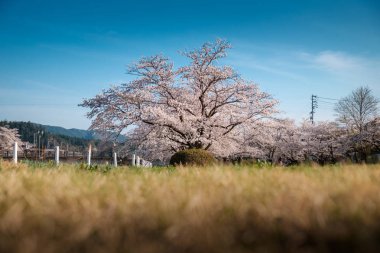 Tam bloom kiraz çiçeği Takayama, Japonya