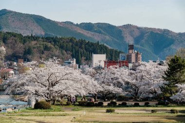 Tam bloom kiraz çiçekleri Takayama City, Japonya. Miyagawa Nehri ve Miyagawa Ryokuchi Park dahil olmak üzere Enakogawa Nehri arasındaki alanı .
