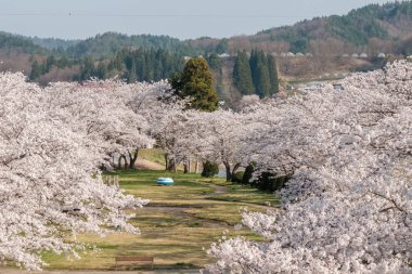 Tam bloom kiraz çiçekleri Takayama City, Japonya. Miyagawa Nehri ve Miyagawa Ryokuchi Park dahil olmak üzere Enakogawa Nehri arasındaki alanı .