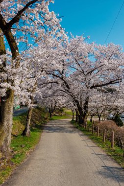 Tam bloom kiraz çiçekleri Takayama City, Japonya. Miyagawa Nehri ve Miyagawa Ryokuchi Park dahil olmak üzere Enakogawa Nehri arasındaki alanı .