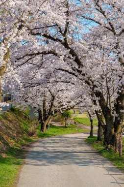 Tam bloom kiraz çiçekleri Takayama City, Japonya. Miyagawa Nehri ve Miyagawa Ryokuchi Park dahil olmak üzere Enakogawa Nehri arasındaki alanı .