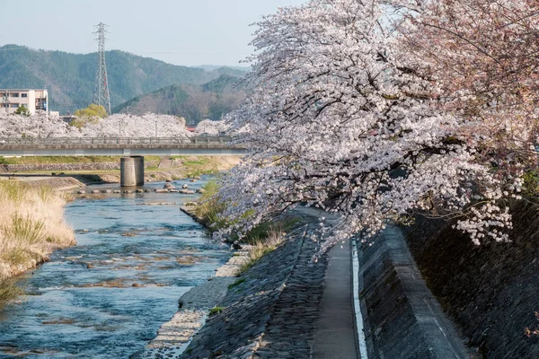 Flores Cerezo Flor Completa Ciudad Takayama Japón Zona Entre Río — Foto de Stock