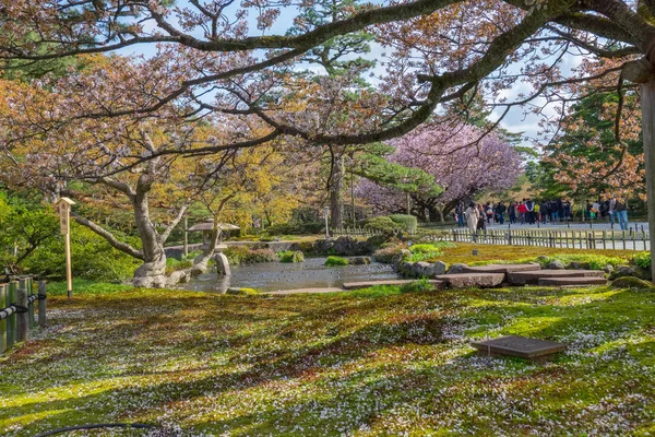 Flor Completa Cerezo Kenrokuen Garden Uno Los Tres Jardines Paisajísticos —  Fotos de Stock