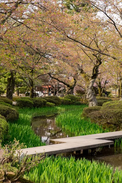 Flor Completa Cerezo Kenrokuen Garden Uno Los Tres Jardines Paisajísticos —  Fotos de Stock