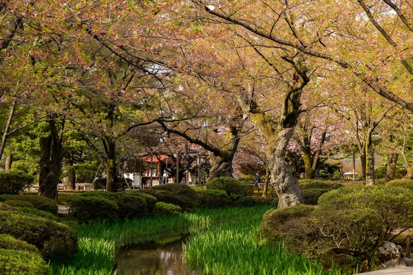 Kenrokuen bahçesinde, Japonya'nın bulun