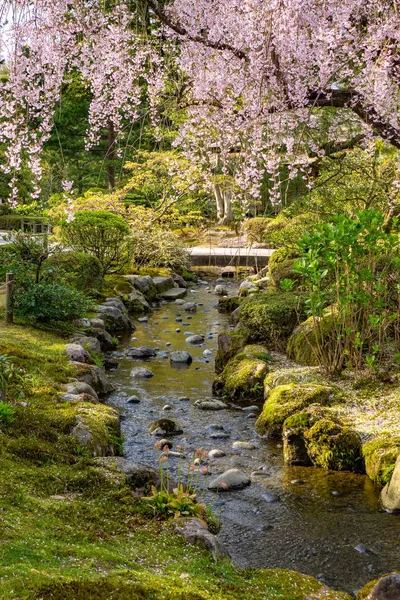 Pleine Fleur Cerisier Dans Kenrokuen Garden Des Trois Beaux Jardins — Photo