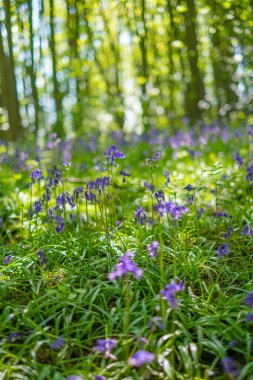 Baharda Blooming Bluebells çiçek, İngiltere