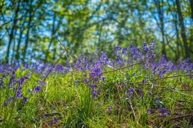 Baharda Blooming Bluebells çiçek, İngiltere