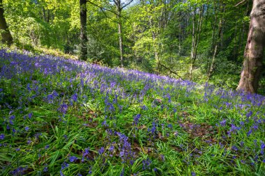 Baharda Blooming Bluebells çiçek, İngiltere
