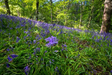 Baharda Blooming Bluebells çiçek, İngiltere