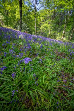 Baharda Blooming Bluebells çiçek, İngiltere