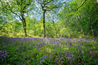 Baharda Blooming Bluebells çiçek, İngiltere