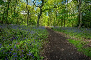 Baharda Blooming Bluebells çiçek, İngiltere