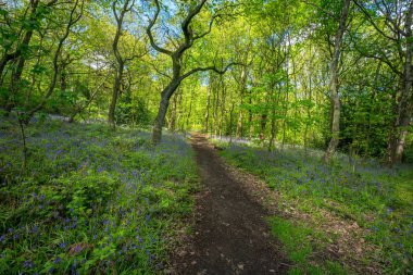 Baharda Blooming Bluebells çiçek, İngiltere