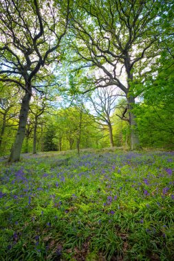 Baharda Blooming Bluebells çiçek, İngiltere