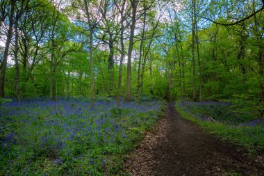 Baharda Blooming Bluebells çiçek, İngiltere