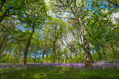Baharda Blooming Bluebells çiçek, İngiltere