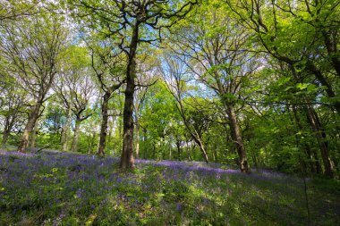 Baharda Blooming Bluebells çiçek, İngiltere
