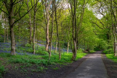 Baharda Blooming Bluebells çiçek, İngiltere