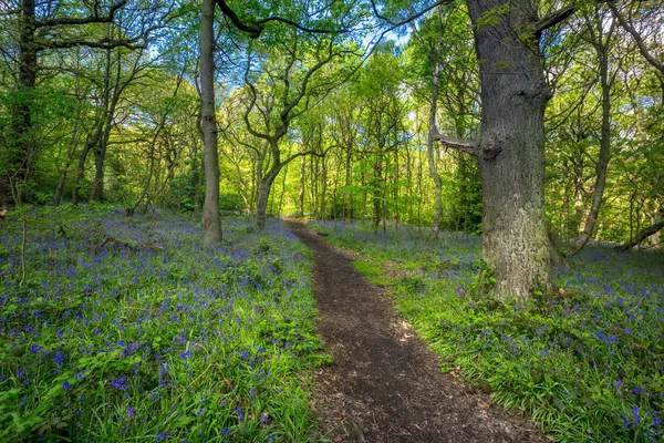 Blooming Bluebells blomst om våren, Storbritannia – stockfoto