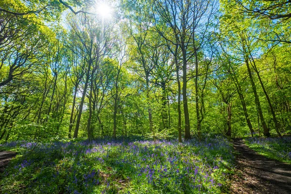 Bloeiende Bluebells bloem in het voorjaar, Verenigd Koninkrijk — Stockfoto