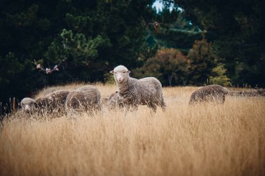 Yeni Zelanda 'da çayırlarda parıldayan bir koyun sürüsü.