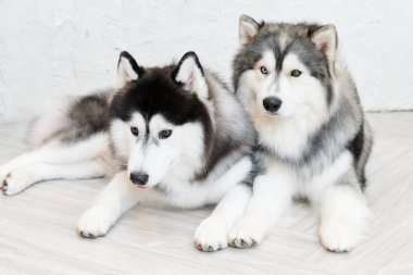 Sibirya kurdu uzanıyor ve birlikte dinleniyor.