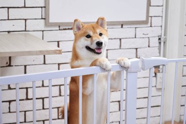 Davada gülümseyen bir Chiba köpeği