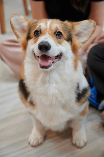 Cão Corgi Sorrindo Olhando Para Câmera — Fotografia de Stock