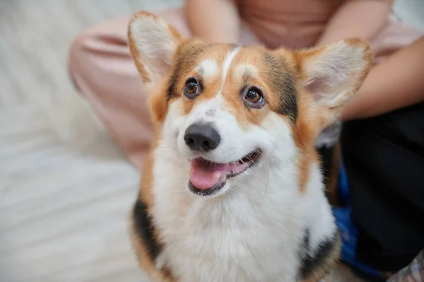 Cão Corgi Sorrindo Olhando Para Câmera — Fotografia de Stock