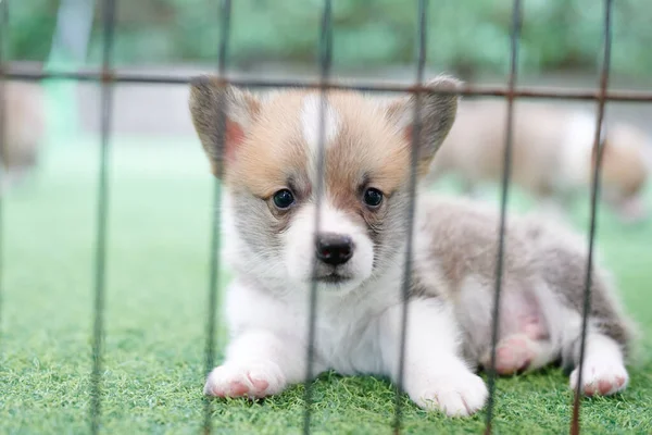 芝生で遊んでいる新生児のコーギー子犬 — ストック写真