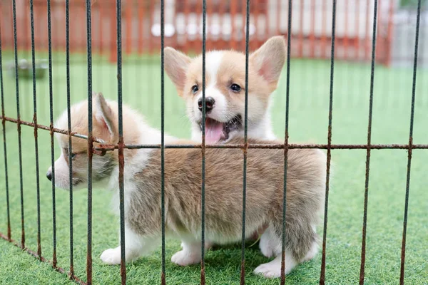 芝生で遊んでいる新生児のコーギー子犬 — ストック写真