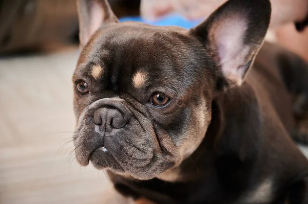 Primer Plano Bulldog Francés — Foto de Stock