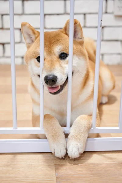 Perro Chiba Sonriendo Caso — Foto de Stock