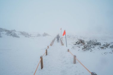 A lone hiker walks along a snow-covered path on Yeongsil Trail, Hallasan, Jeju. Thick fog and red flags create a dramatic winter atmosphere.