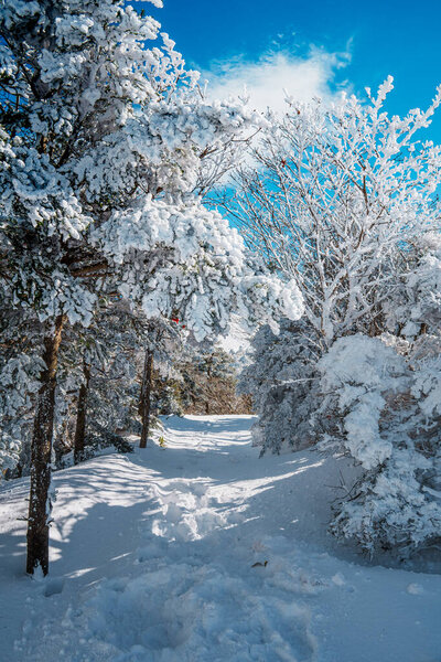 Плотный сосновый лес покрыт снегом вдоль тропы Эоримок, Халласан, Чеджу. Тихий зимний путь под ярко-голубым небом и обмороженными ветвями.