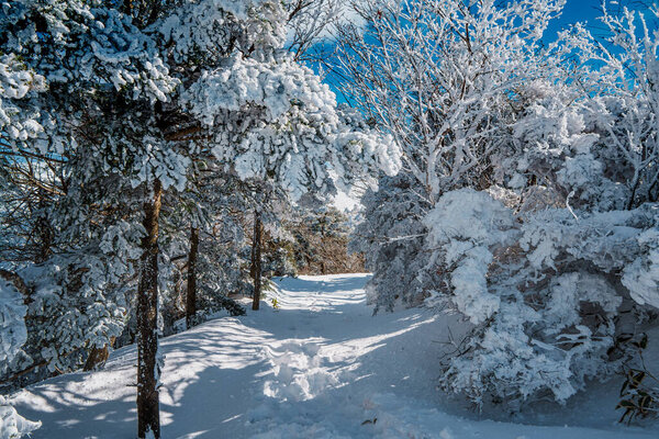 Плотный сосновый лес покрыт снегом вдоль тропы Эоримок, Халласан, Чеджу. Тихий зимний путь под ярко-голубым небом и обмороженными ветвями.