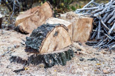 bir ağaç kesme outddors üzerinde Kapat.