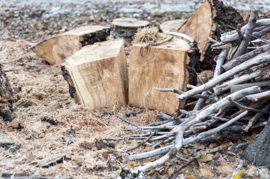 bir ağaç dağınık talaş kesmek ve dalları yığını üzerinde katlanmış.