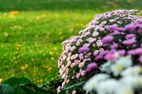 秋の夕暮れ時 菊の花と緑の芝生ガーデニングのランドス ケープ デザイン — ストック写真