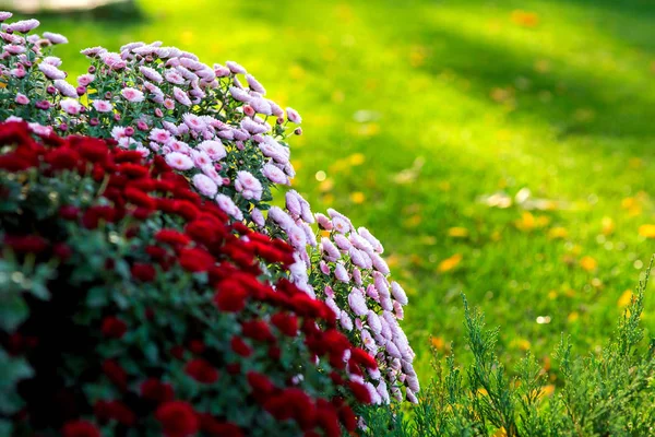 Chryzantéma Květ Zahradě Pozadí Zeleného Trávníku Diffocus Večerní Slunce Paprsky — Stock fotografie