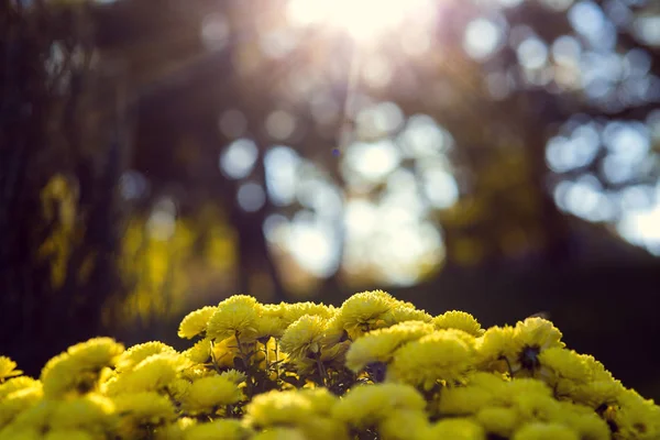 ボケの木の背景と日光の後ろの光線に対して黄色の菊の花の花束をコピーのテキストのための領域を閉じる — ストック写真