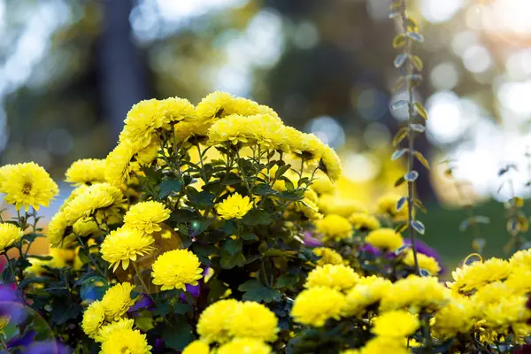 Landscape Design Using Yellow Chrysanthemums Garden Backdrop Trees Bokeh Sun — Stock Photo, Image