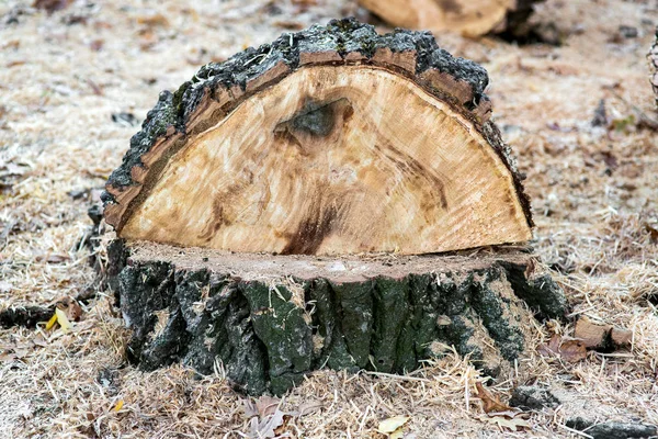 Stump Remains Tree Had Been Felled Pieces Destruction Forest Covered — Stock Photo, Image