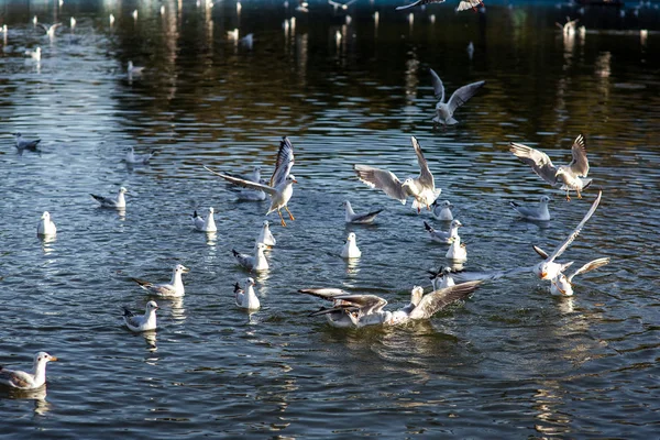 Grupo Gaivotas Apanha Comida Lago Nadando Voando Sobre Água — Fotografia de Stock