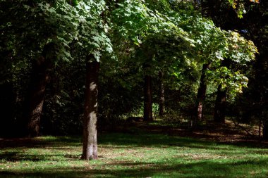 Bir orman, yaprak döken ağaç ve yeşil çimen, güneş ışığı altında bir ağacın gövde yaprakları ile kırma bir ışın.