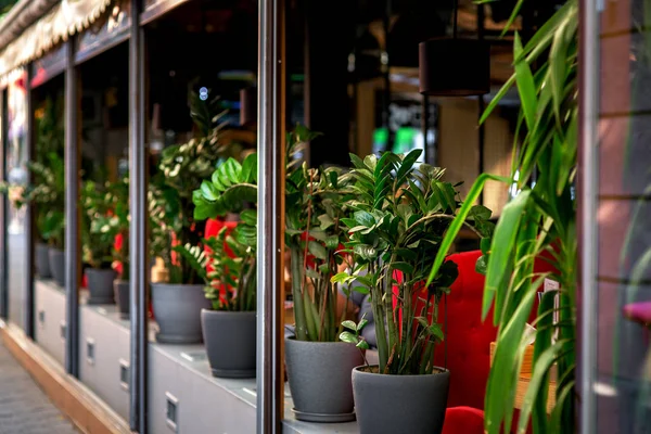 Café Livre Decorado Com Vasos Com Flores Terraço Verão Cores — Fotografia de Stock